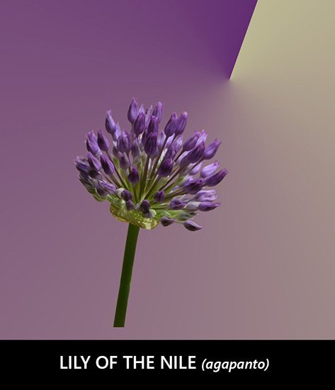 lily of the nile