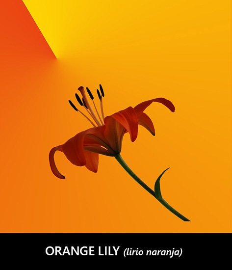 orange lily