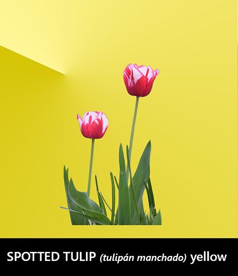 spotted tulip yellow